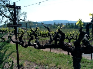 100-year-old zin vines